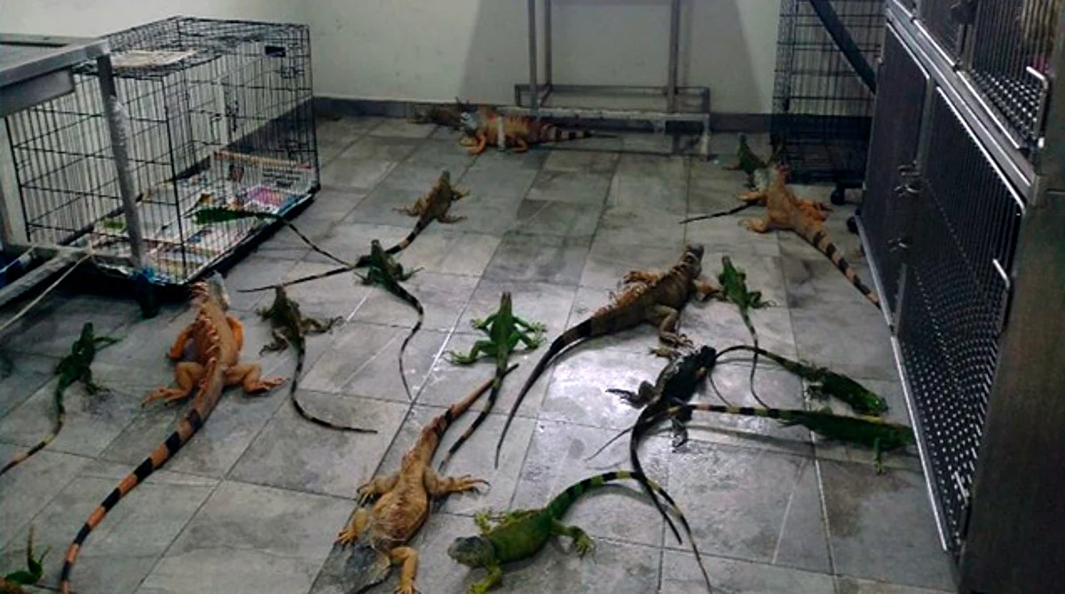 Hallan iguanas congeladas en Tamaulipas por Frente Frío