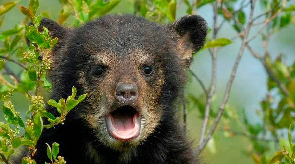 Nacen dos osos de especies diferentes en el Zoológico de Morelia