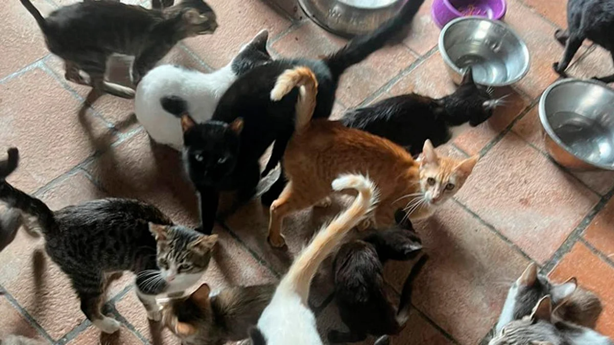 Refugio animal solicita camioneta para traer alimento donado de la CDMX