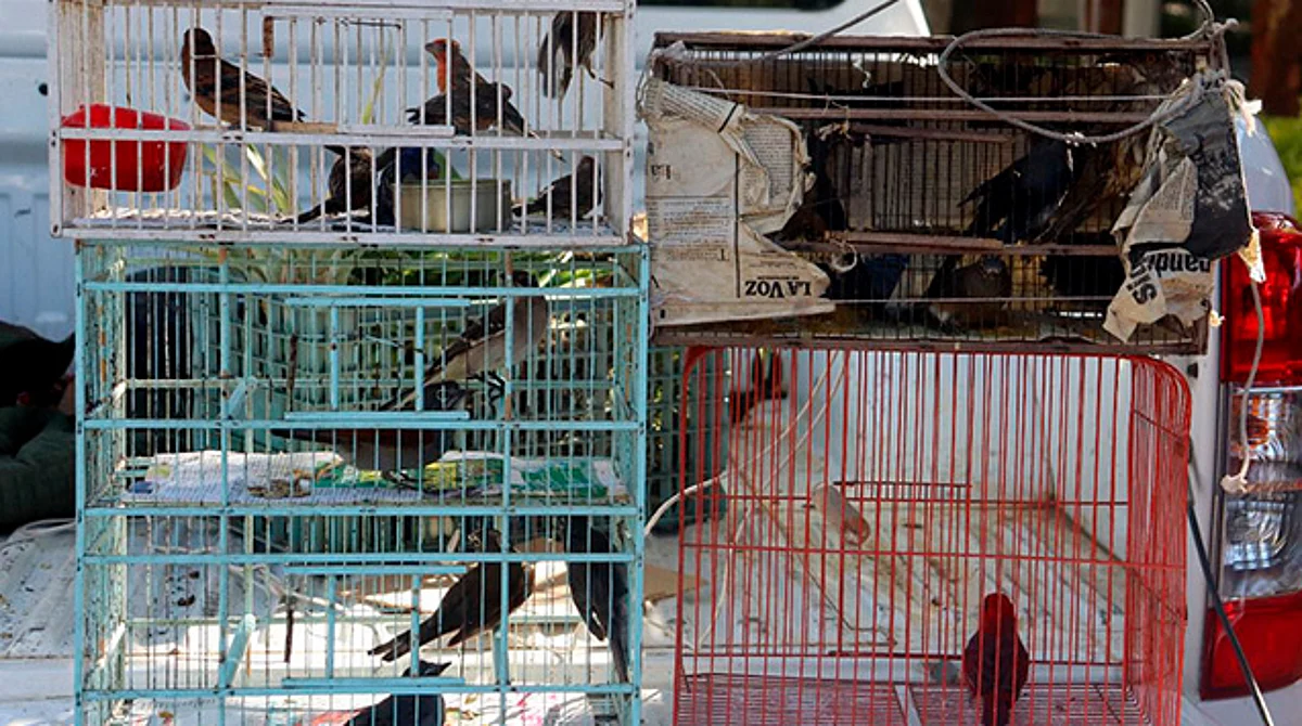 Zoo de Morelia ha recibido 199 animales rescatados del tráfico ilegal
