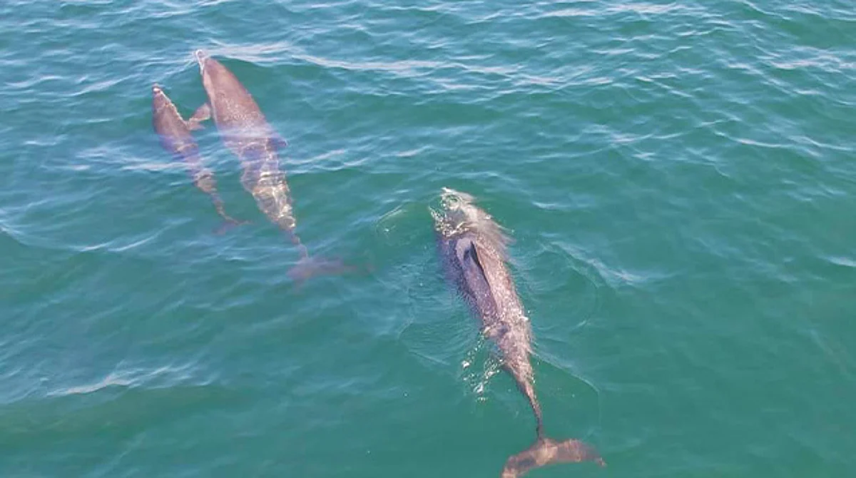 Delfines se dejan ver en la costa michoacana