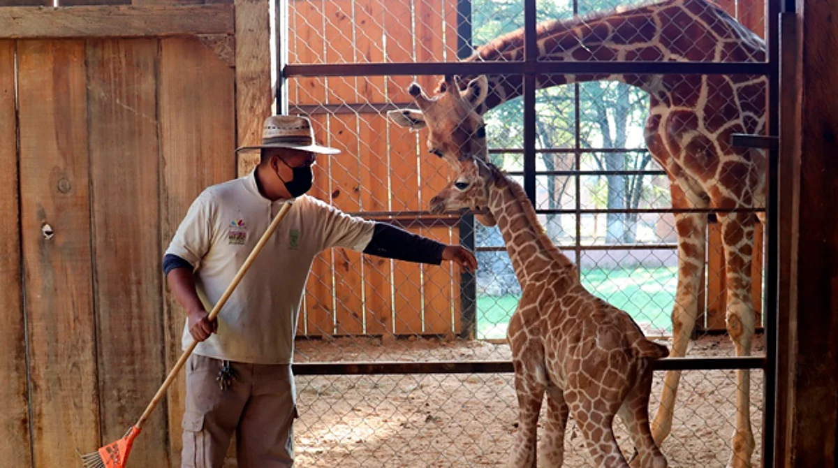 "Niurka" y "Muñeco" se convierten en papás; nace jirafa en el Zoo de Morelia