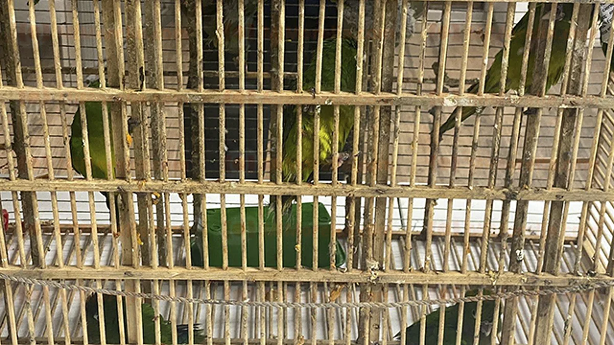 Al menos 21 jaulas, las localizadas en domicilio de Morelia con animales exóticos