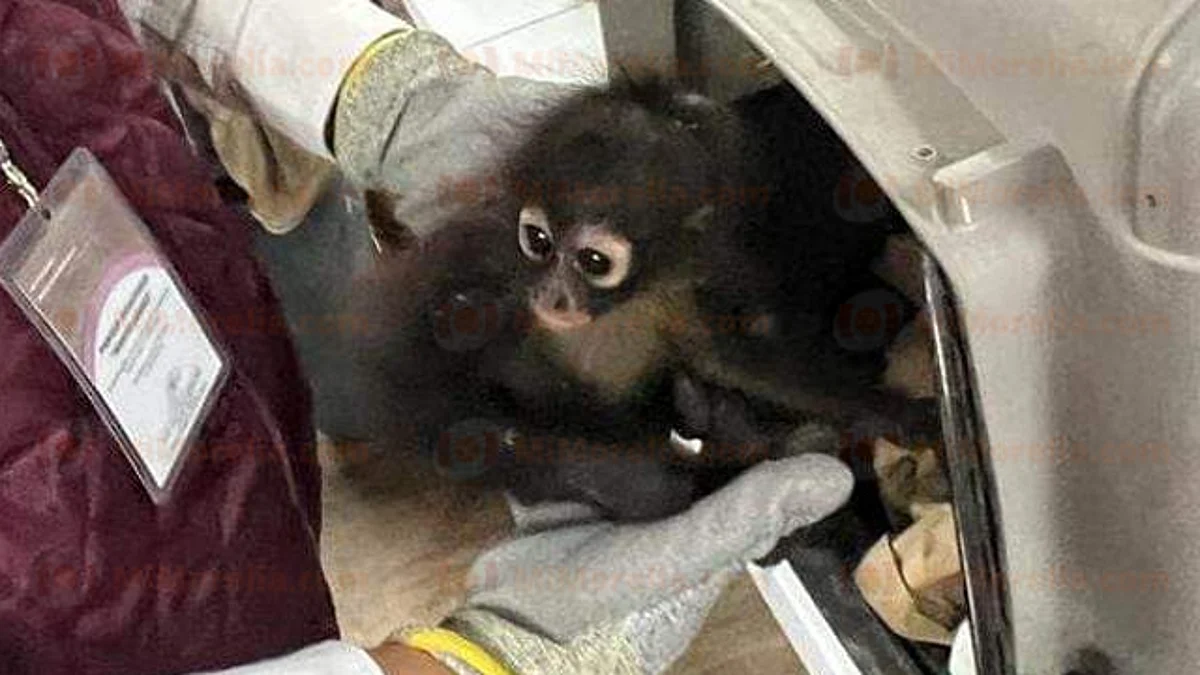 Hallan animales exóticos en un domicilio de Morelia; investigan maltrato animal