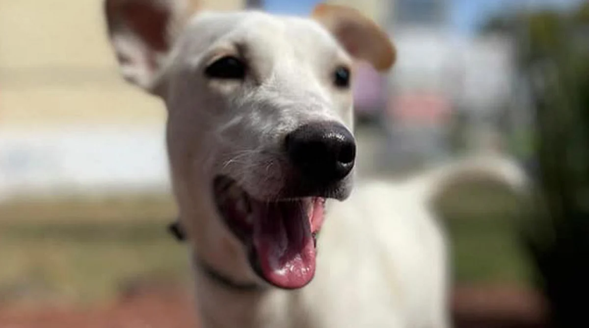 Morelia: buscan voluntarios para dar alimento a perritos callejeros en Año Nuevo