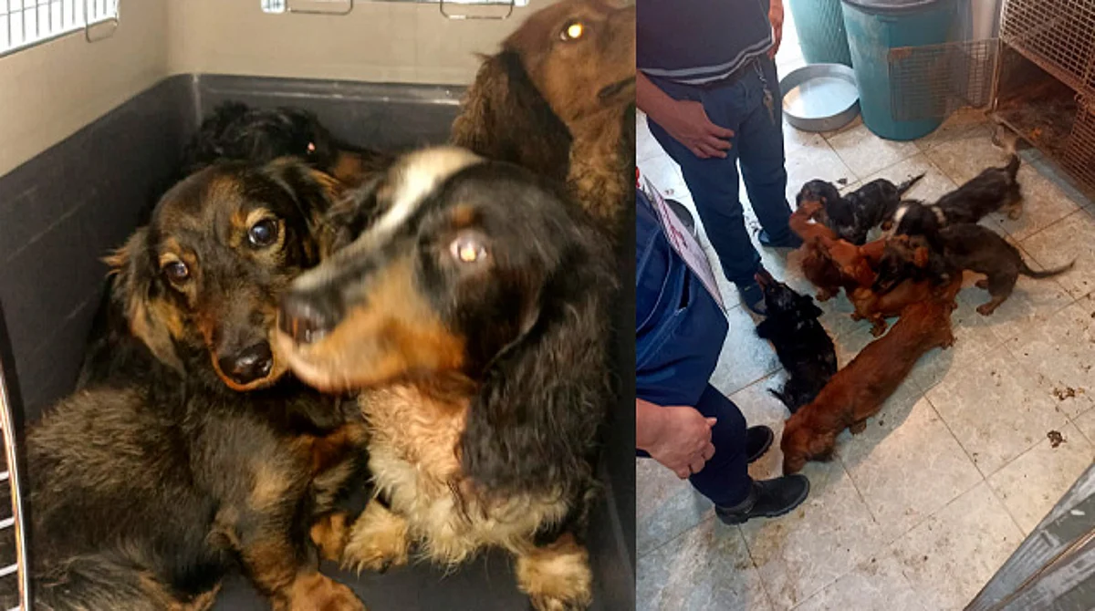 Rescatan a 17 perritos de criadero clandestino en CDMX