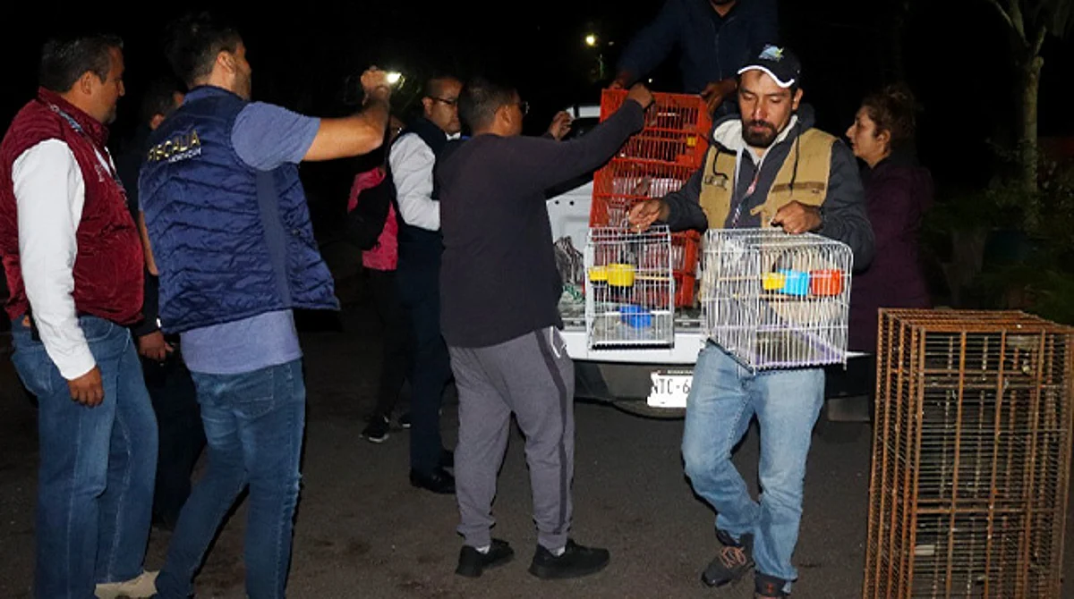 Reciben en zoo de Morelia los 48 animales exóticos decomisados; 2 murieron
