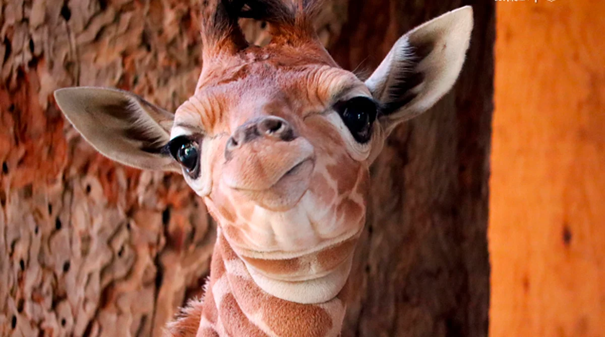 Estas son las propuestas de nombre para la jirafita del zoo de Morelia y así puedes votar