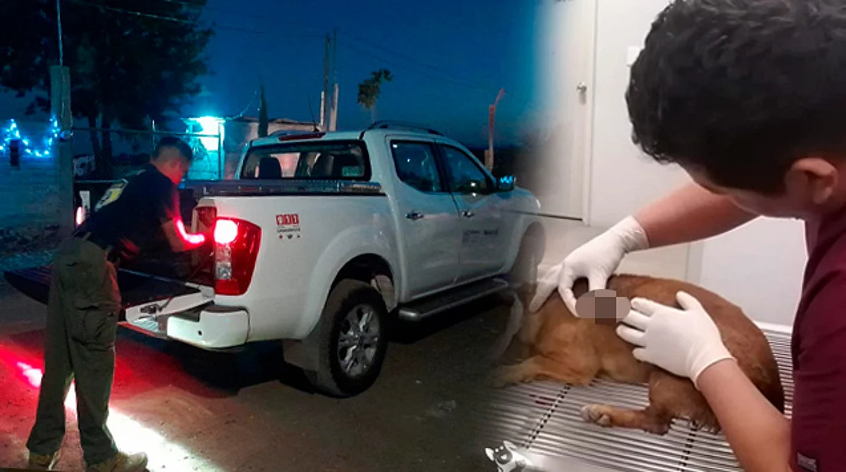 Salvan la vida a perrito que fue atacado a balazos en Querétaro; autoridades investigan