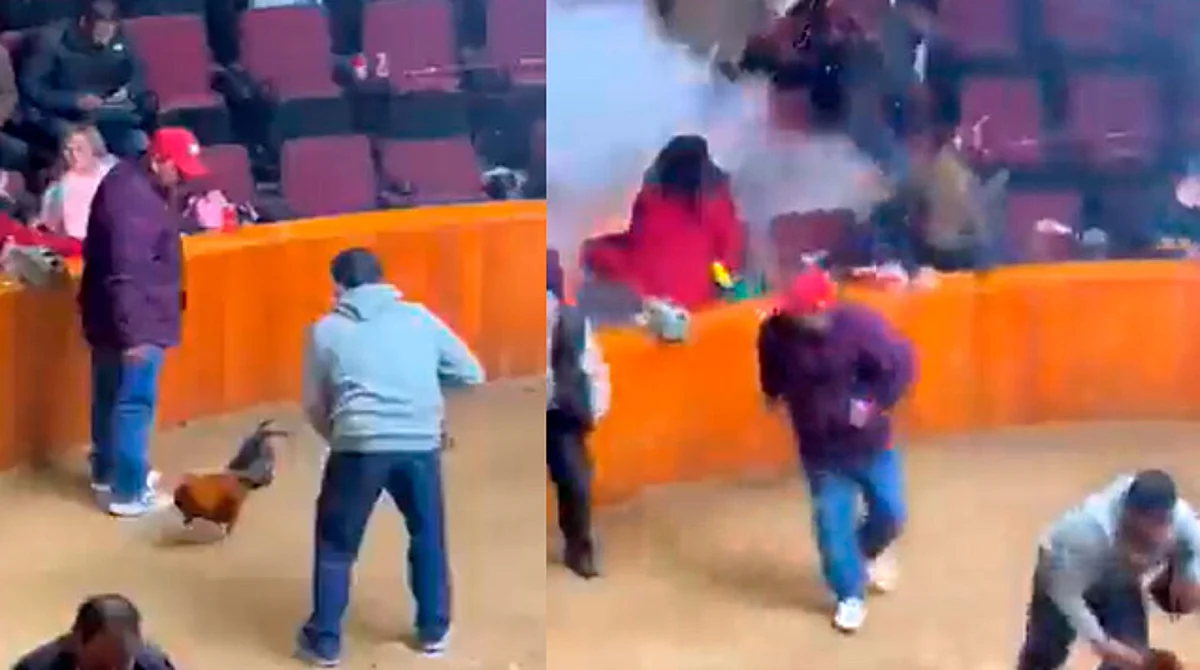Estalla granada en pleno palenque de gallos en Hidalgo