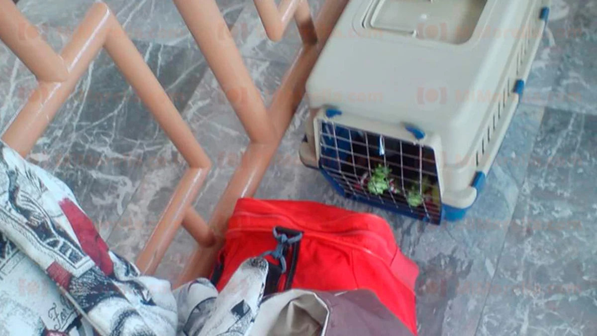 Sin costo, viajar con mascota en cualquier línea de la TAM