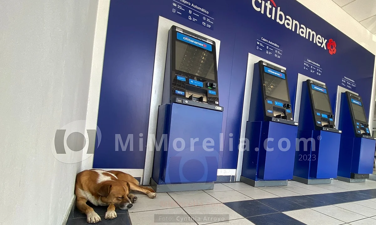 Perrito se queda a vivir en cajero de Morelia; le dan de comer y él lo cuida