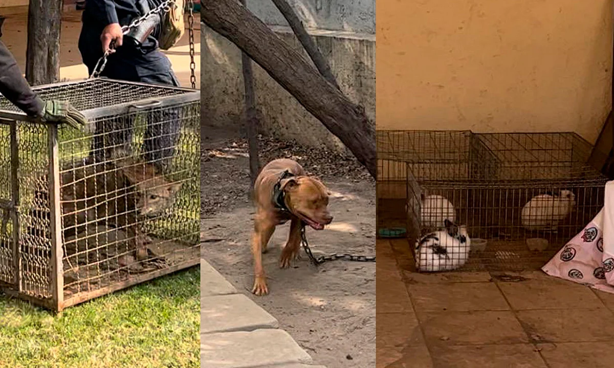 Rescatan a 27 animales en situación de abandono en Edomex