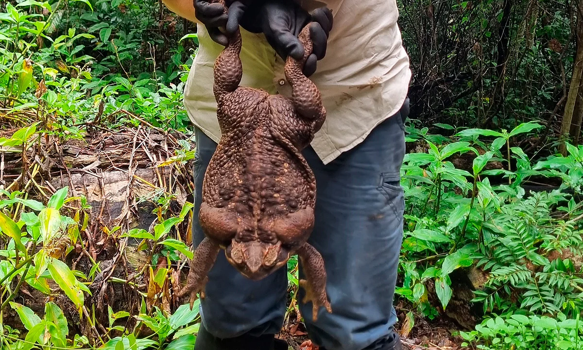 Encuentran sapo gigante en Australia; es del tamaño de bebé