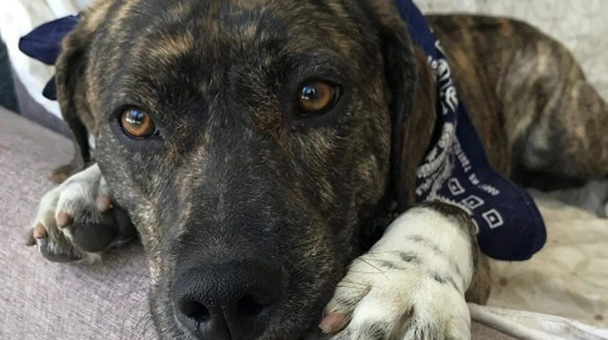 Con ayuda de morelianos, más de 2 mil 500 perritos callejeros fueron alimentados: GHAPAD