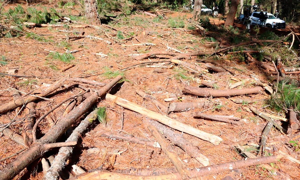 Autoridades ambientales atienden denuncia por tala en Atécuaro