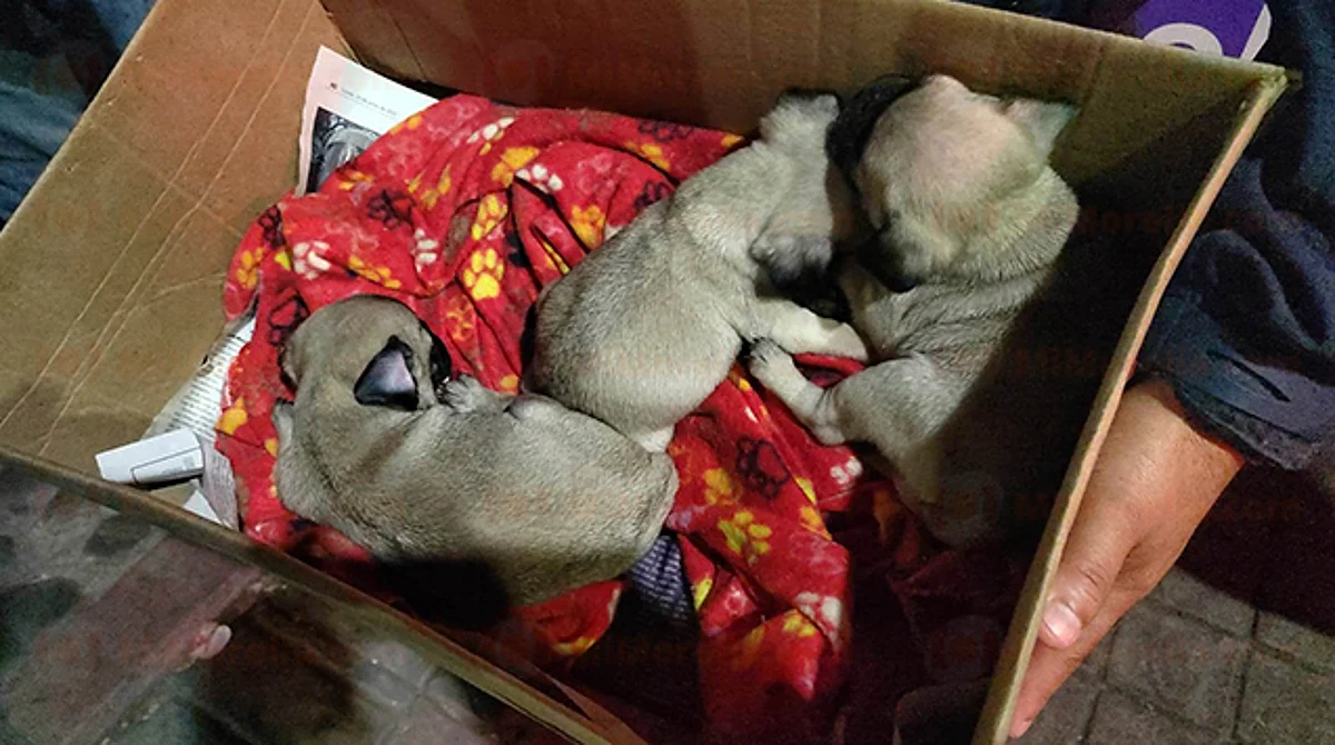 Sin justificación, criaderos de perros; autoridades intentan inhibir venta ilegal en Morelia