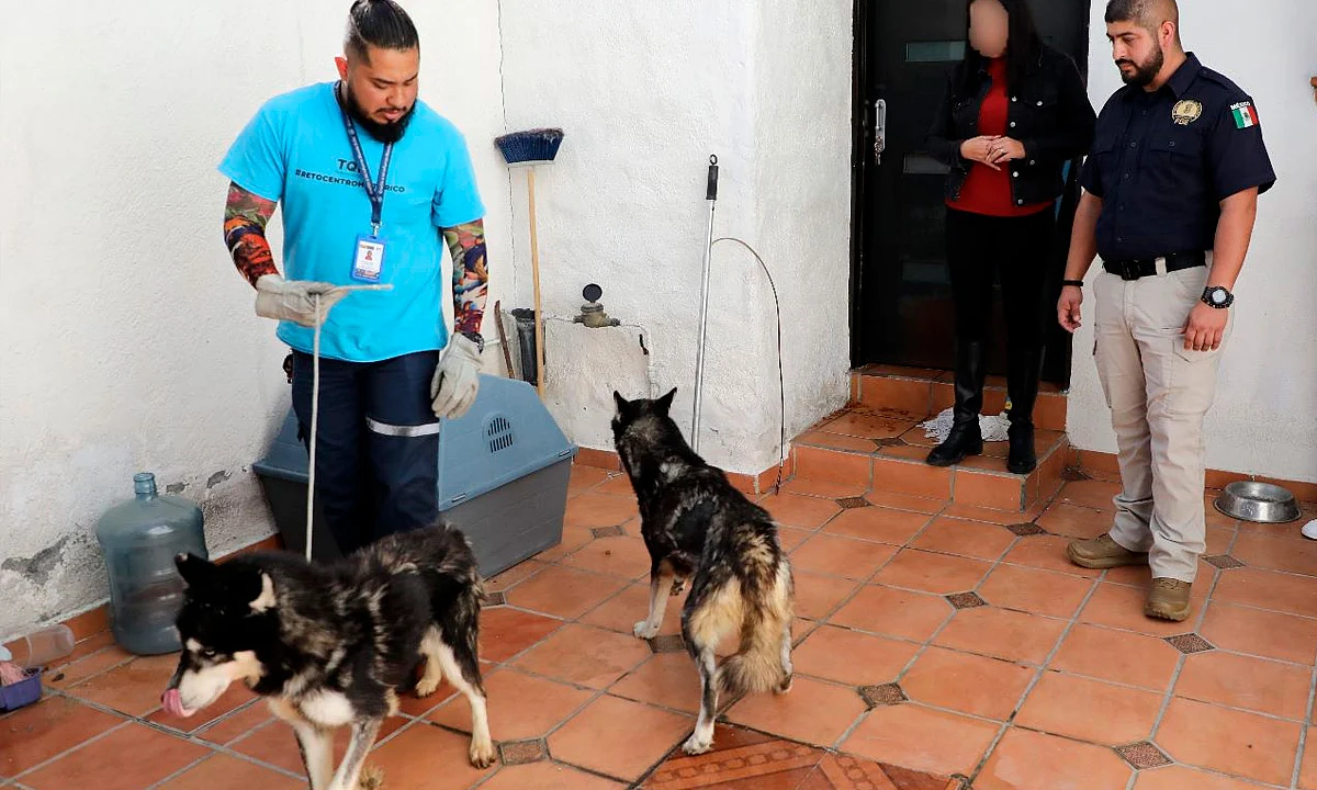 Rescatan a dos perritos Husky en condiciones de maltrato en colonia de Morelia