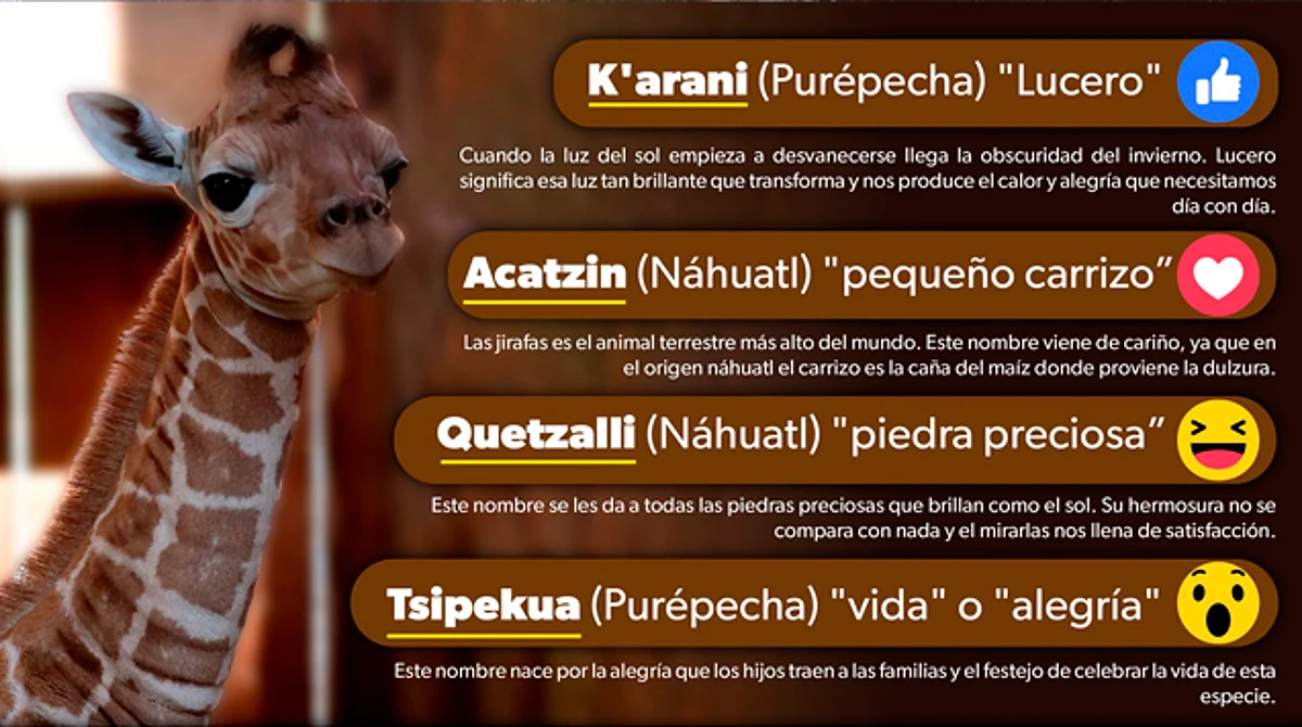 ¿Ya votaste? Este nombre va ganando para la jirafita del zoo de Morelia