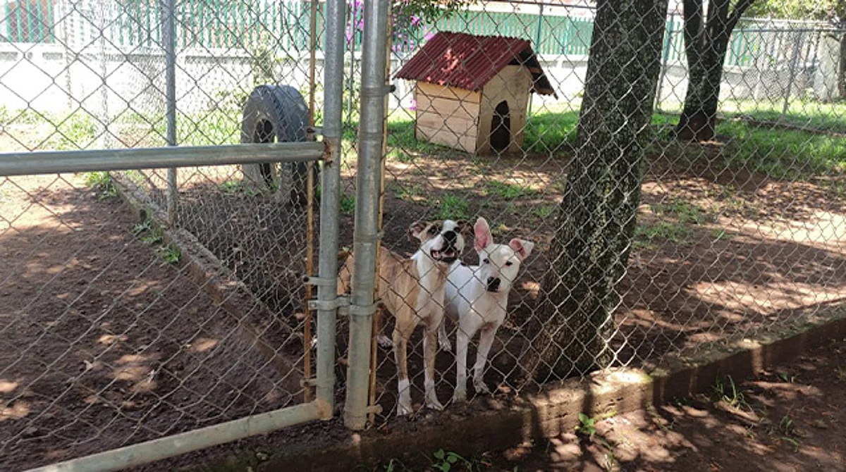 Rebasado 25% de su capacidad, el Centro de Atención Animal en Morelia