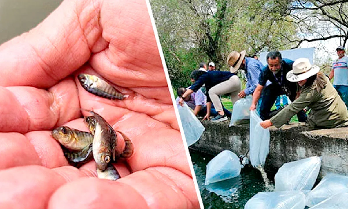 Se realizó la siembra de 10 mil crías de tilapia en jaula flotante ubicada en un bordo de la comunidad de Chihuerio