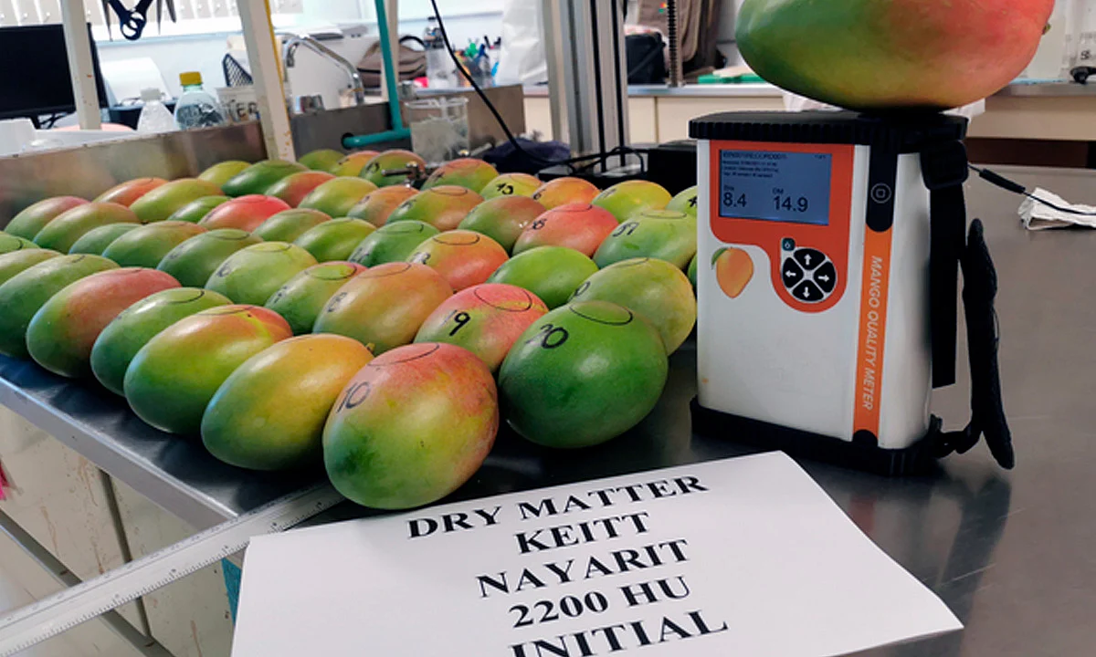 México alcanza quinto puesto a nivel mundial en producción de mango