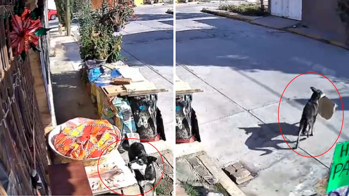 Perrito se roba rosca de Reyes y todo queda en video