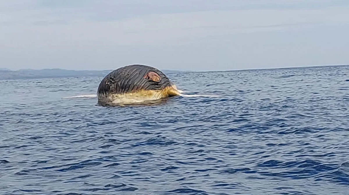 Cuerpo de ballena queda varado en playa de Michoacán