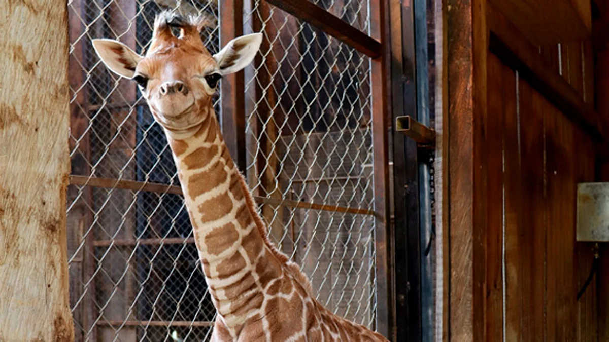 K’arani sería el nombre de la nueva jirafa del Zoológico de Morelia