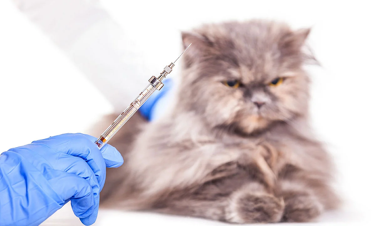 Tanto animales domésticos (perros y gatos), como silvestres pueden contagiarse y transmitir la rabia a otros y al ser humano también, mediante arañazos, mordeduras o contacto con su saliva
