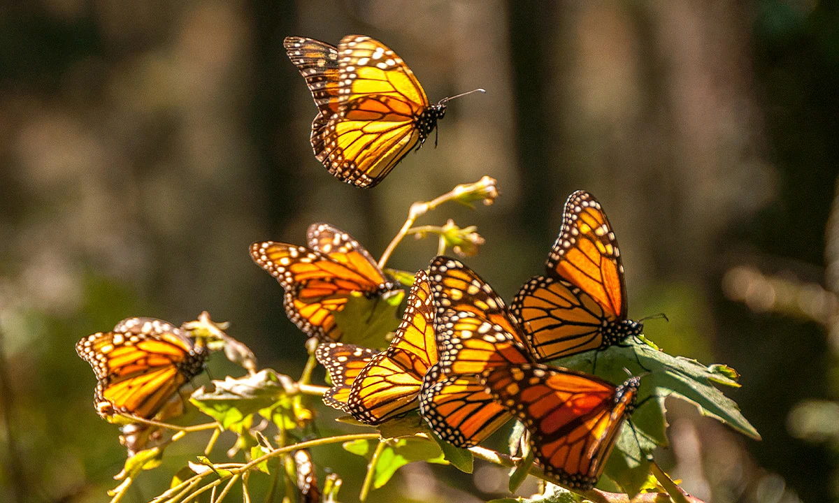 Repletas de mariposas Monarca, más de 2.4 hectáreas de bosques en Michoacán