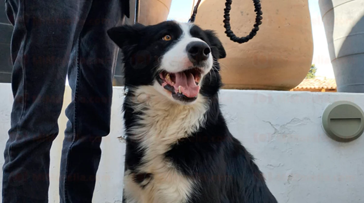 Sólo 1 de cada 10 perritos comprados vivirán en buenas condiciones: regidora de Morelia