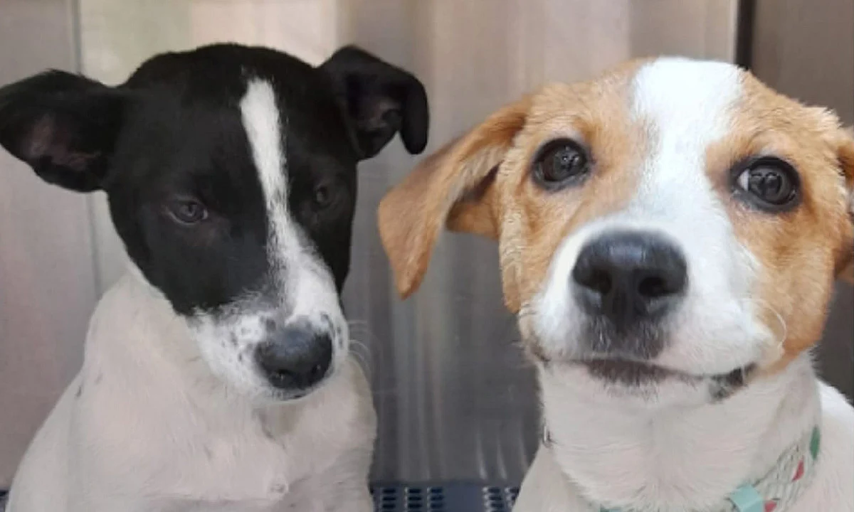 Habrá ferias de adopción de perritos rescatados en Morelia