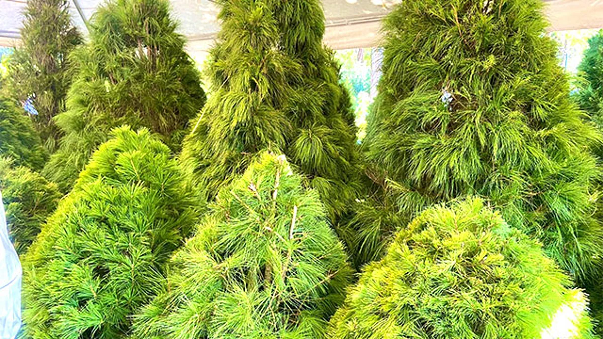 Los árboles recolectados serán convertidos en composta que servirá de abono para futuras reforestaciones