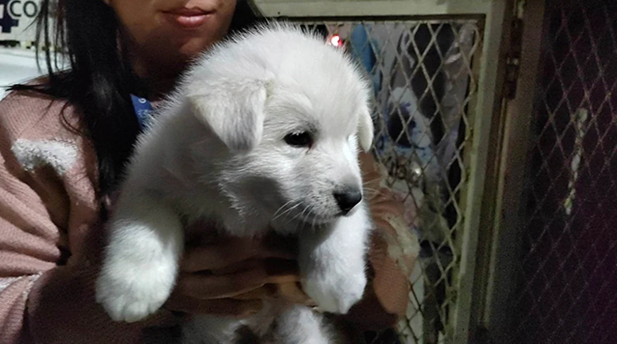 Rescatan a 11 perritos antes de ser vendidos en mercados de Morelia