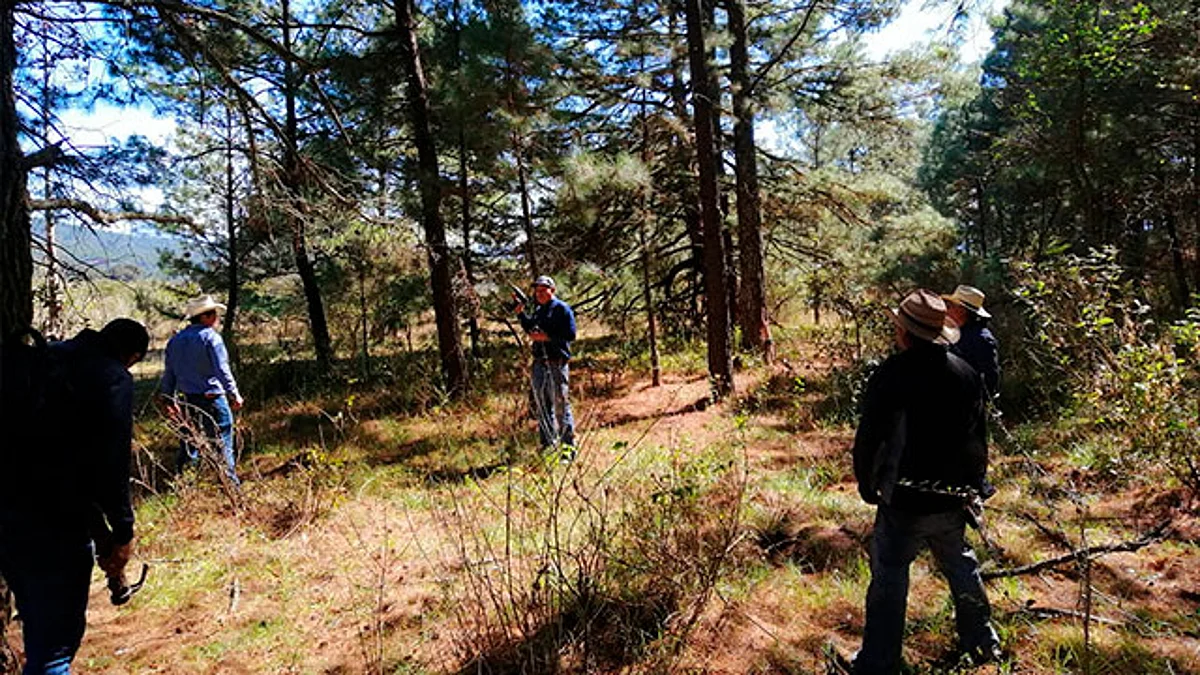 Cofom apoya a actividades de saneamiento forestal en San Jerónimo Purenchécuaro