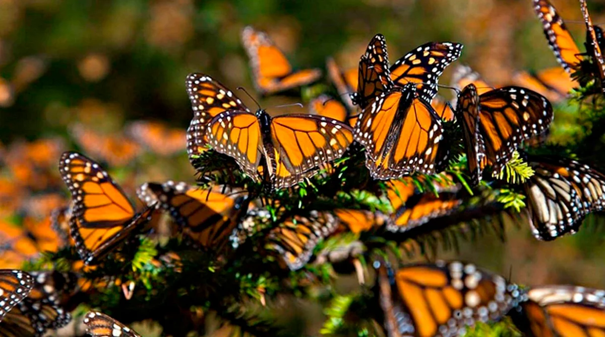 Abrirían nuevo santuario de la mariposa Monarca en Zitácuaro, Michoacán