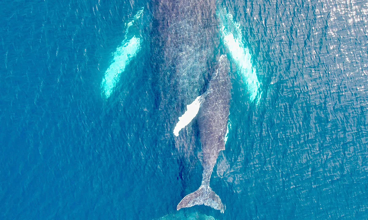 El canto de las ballenas se escucha en Michoacán; captan a familia en la costa