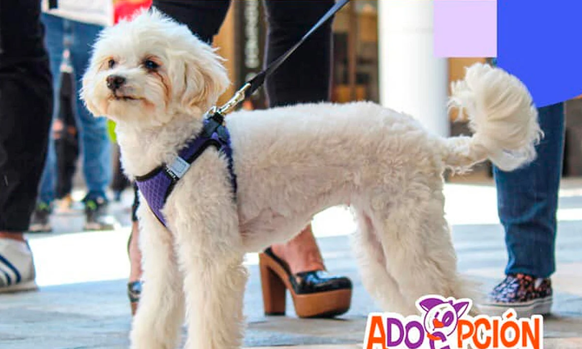 Conoce a tu futuro gran amigo en esta feria de adopción