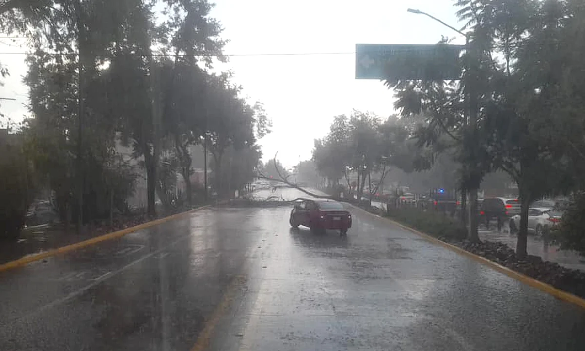 Árbol cae tras fuerte lluvia en Morelia y complica circulación