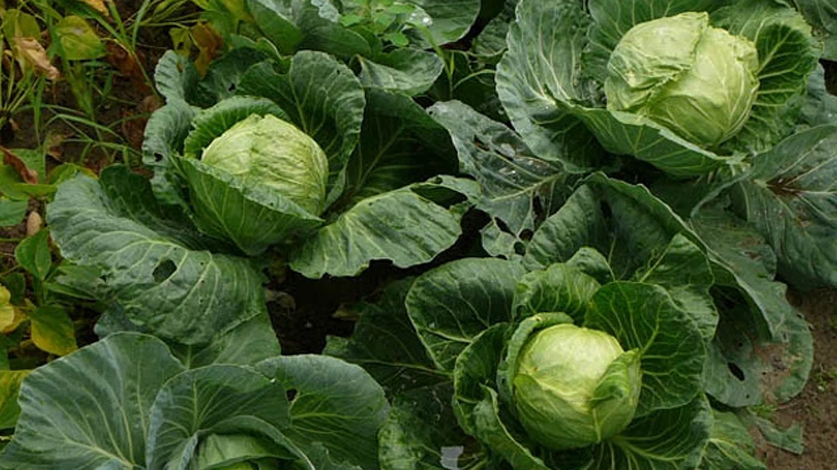 Michoacán, segundo productor nacional de col