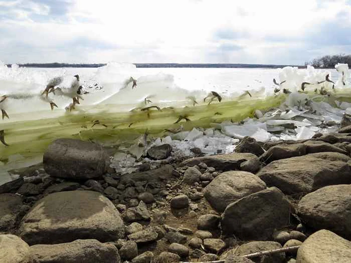 Fotógrafía de peces congelados en pleno salto asombra a científicos