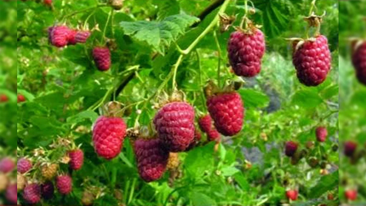 Se posiciona Michoacán como segundo productor nacional de frambuesa: Sedrua