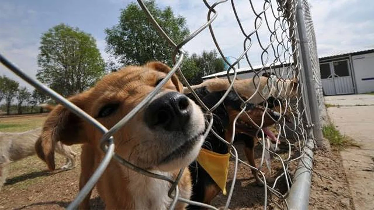 Denuncias por maltrato animal se han incrementado en Morelia durante los últimos meses