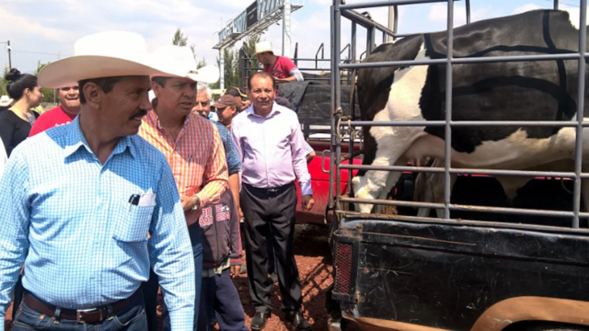 Instauran tianguis ganadero en Maravatío