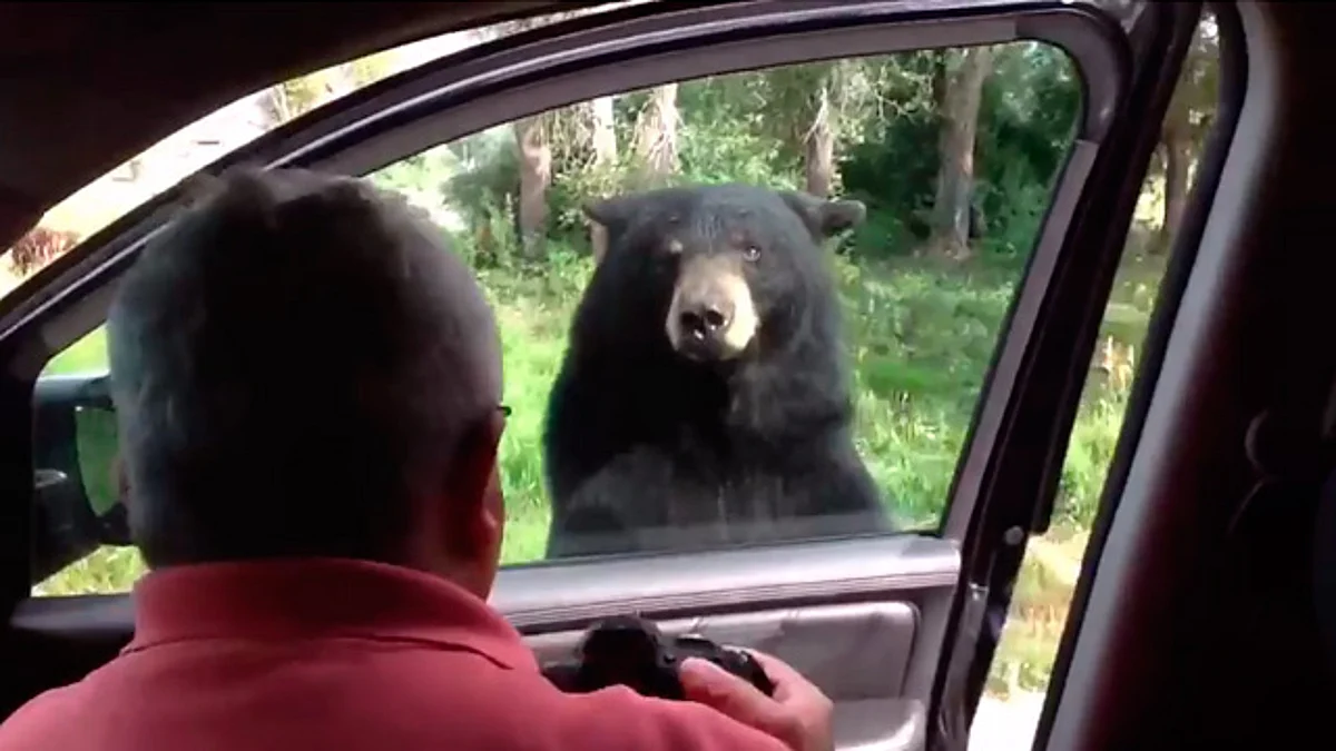 Video: Oso abre la puerta de un coche y da tremendo susto a una familia