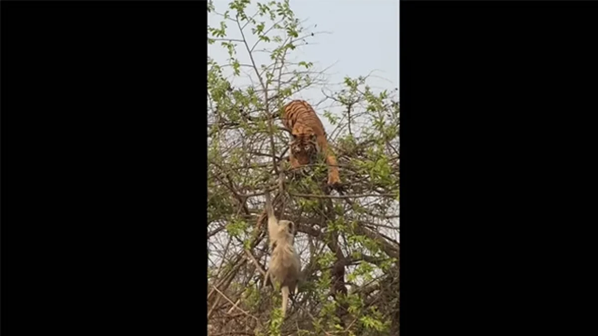 Video: Con astucia, un mono y su cría se salvan del ataque de un tigre
