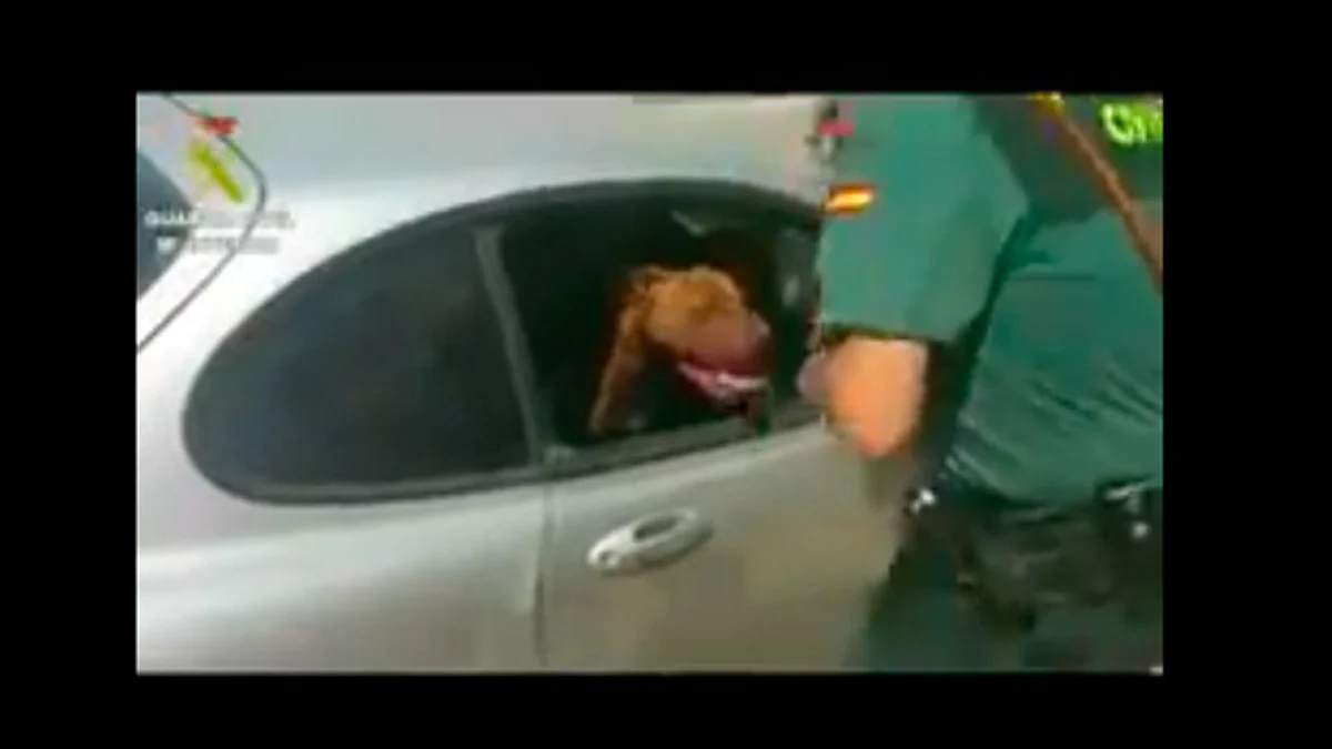 Video: Guardia Civil de España rescata a perro que se asfixiaba en un carro