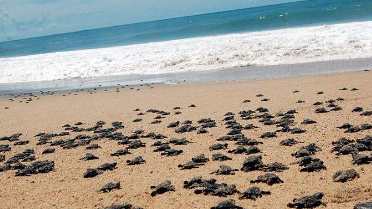 Limpiarán playas michoacanas ante el arribo de tortugas marinas
