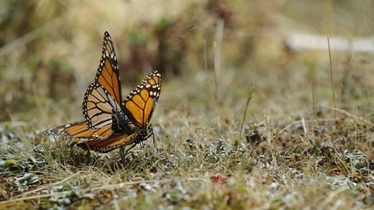 Arranca reforestación el Sierra Chincua previo al arribo de mariposas monarca